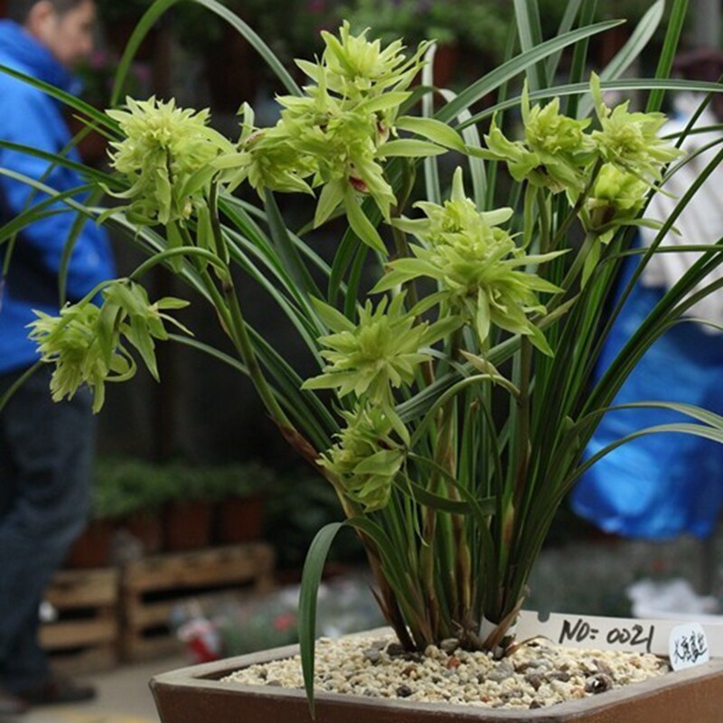 兰花苗秋带花苞浓香型春剑奇花牡丹大唐盛世 绿植盆栽室内植物花