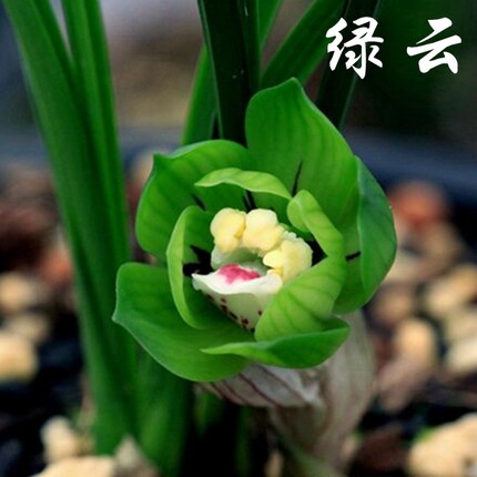 春兰绿云皇后名贵矮种传统兰花苗