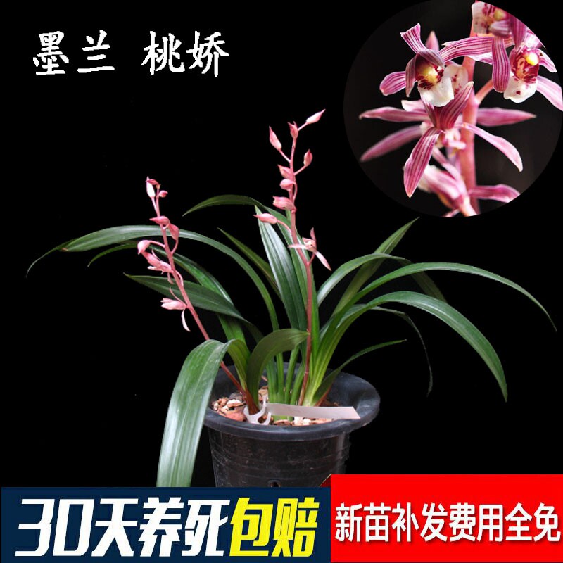 兰花苗桃娇矮种红花墨兰室内盆花喜庆美观净化空气植物盆栽浓香