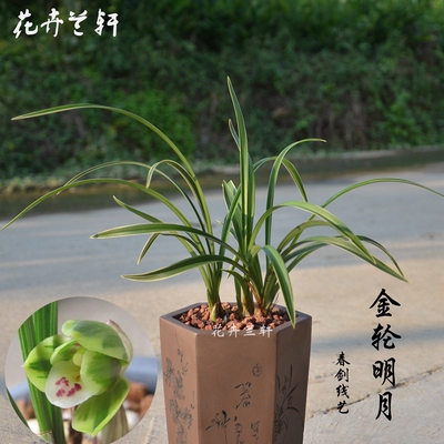兰花苗不带花苞新品金轮明月春剑荷艺双全国兰室内盆栽花卉绿植物