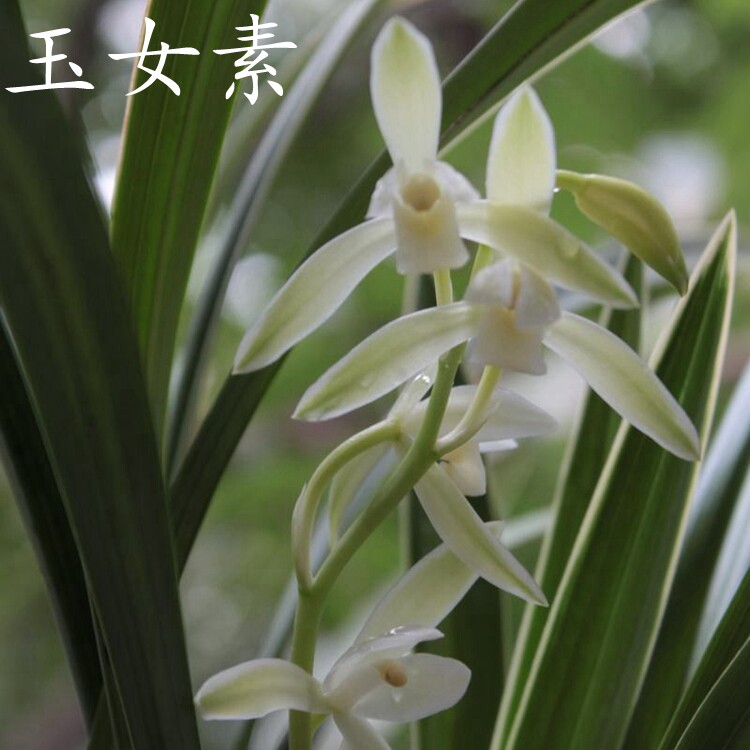 兰花苗夏带花苞建兰玉女素浓香型花卉绿植盆栽室内夏秋多次开花