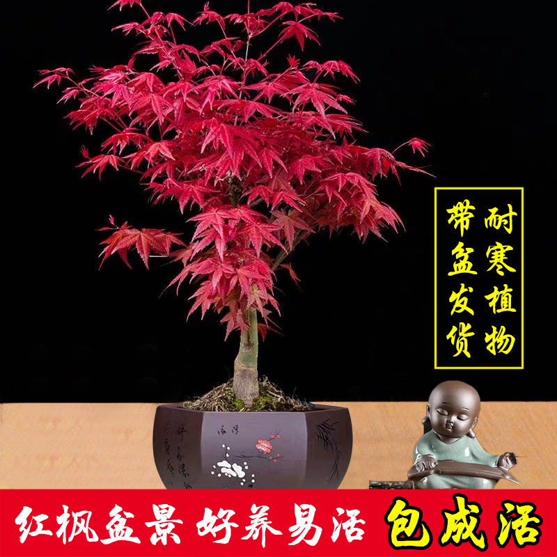 日本红枫盆景矮霸枫树老桩花卉植物室内花办公桌盆栽黄金枫树苗图片