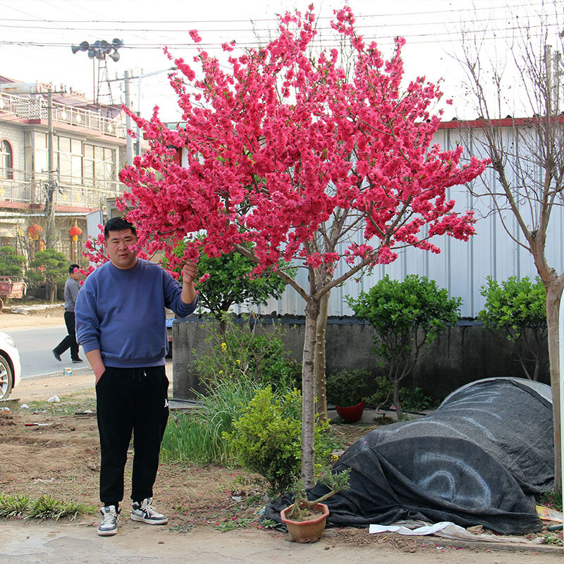 耐寒红梅花树苗盆栽庭院地栽浓香四季花卉植物骨里红腊梅室内盆景