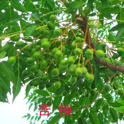 树苗庭院绿化风景厂区