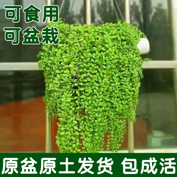 正宗垂盆草材盆栽食用护肝植物四桌面绿植