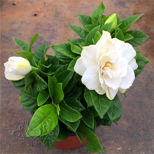 大叶栀子花盆栽植物室内芳香