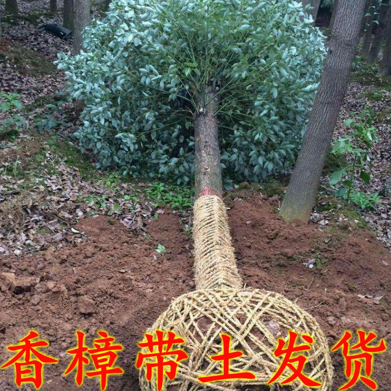 香樟树苗大树大小叶驱蚊防虫四季常青南北方耐寒大型工程绿化苗木