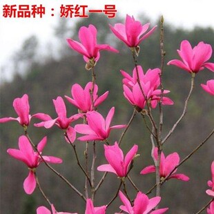 玉兰花树苗娇红玉兰花苗黄鸟玉兰苗地栽庭院大型绿化苗木当年开花