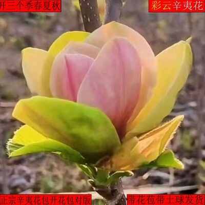 【带花苞浓香型】四季矮化红玉兰花盆栽紫玉兰花树矮种超级耐寒