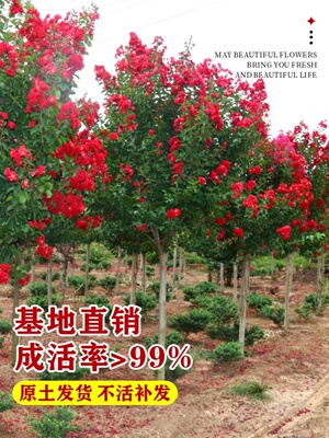 百日红树苗紫薇小苗小叶占地园林行道树花木花树室内绿化苗木绿植