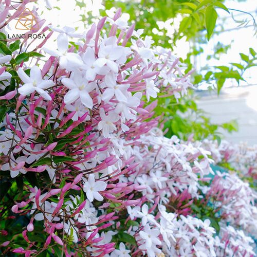 多花素馨 喜光阳台庭院花园藤蔓常绿盆栽地栽花卉植物