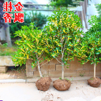 四季桂日香丹桂庭院种植桂花树苗