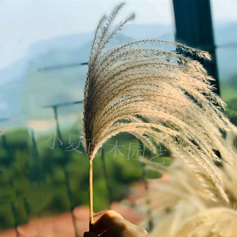 天然大芦苇干花花束芦苇花婚礼装饰客厅落地家居摆设拍摄道具田园