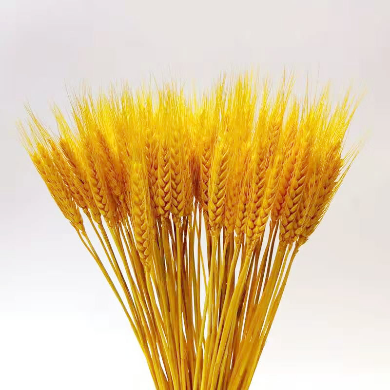 麦穗干花花束开业大卖田园装饰礼品拍摄道具场景插花真花风干麦子