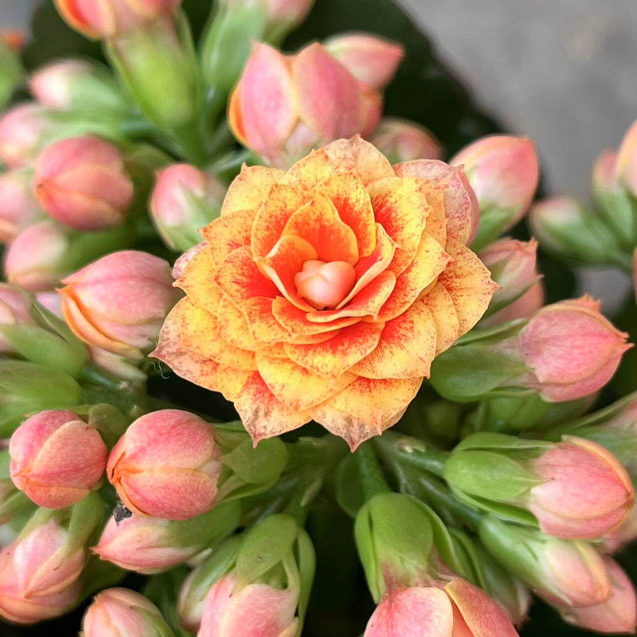 新品长寿花红太阳重瓣花室内盆栽阳台窗台花卉净化空气防辐射容易