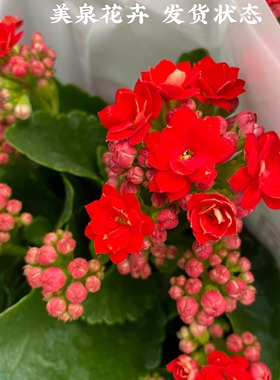 红色重瓣长寿花带花苞办公室四季开花好养易活北京发绿植净化空气