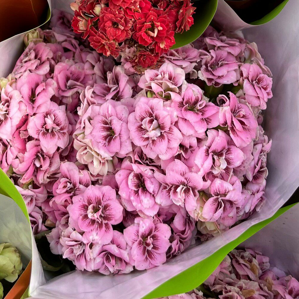 进口重瓣长寿花猫脸粉艾利克斯亚利西可斯彩霞丽莎室内盆栽花卉阳