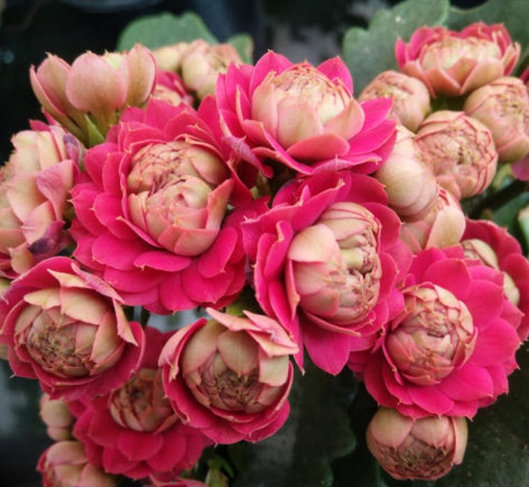 长寿花唐卡重瓣大花带花四季花阳台窗台净化空气观花易养活勤花