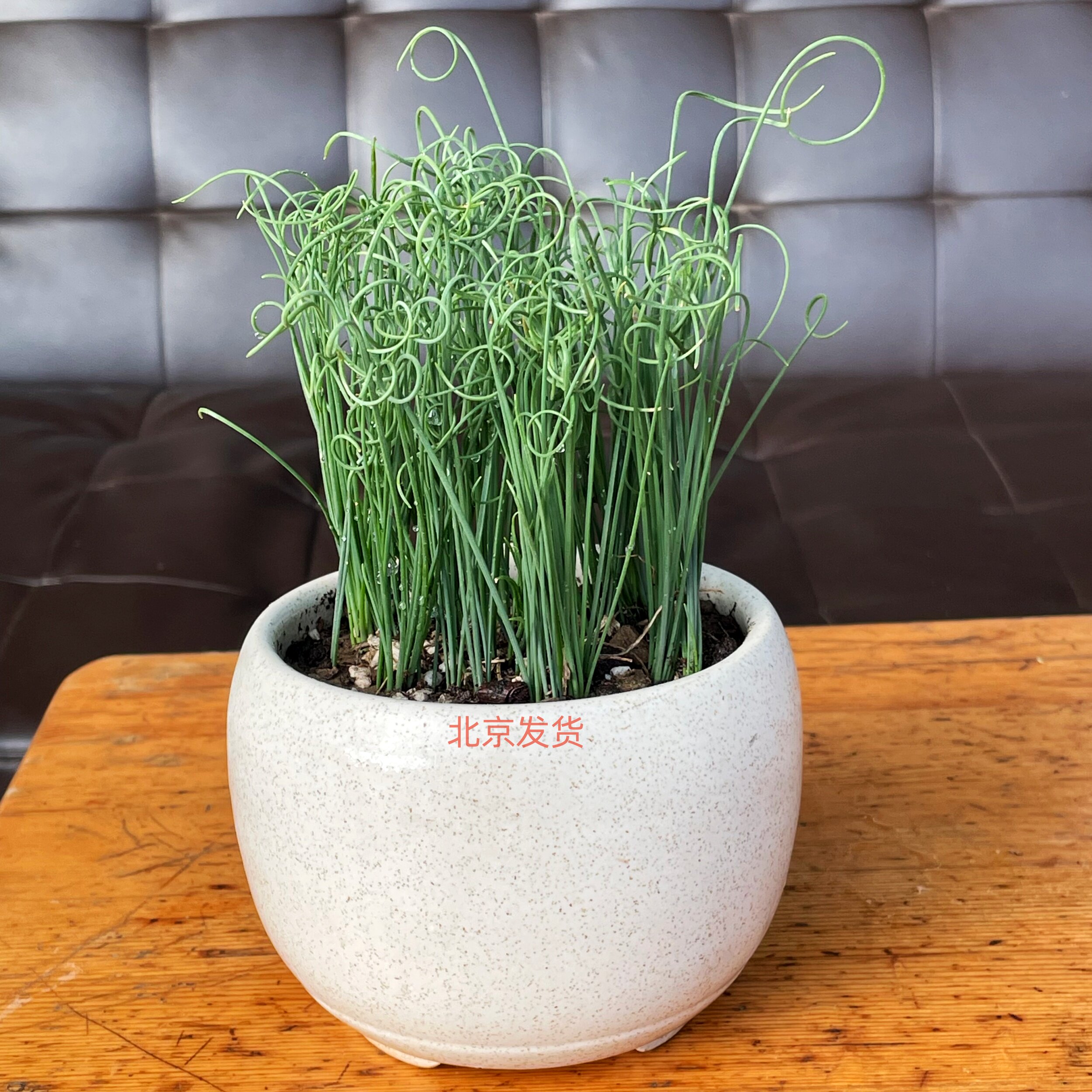 弹簧草窗台趣味新颖植物漂亮美丽图片