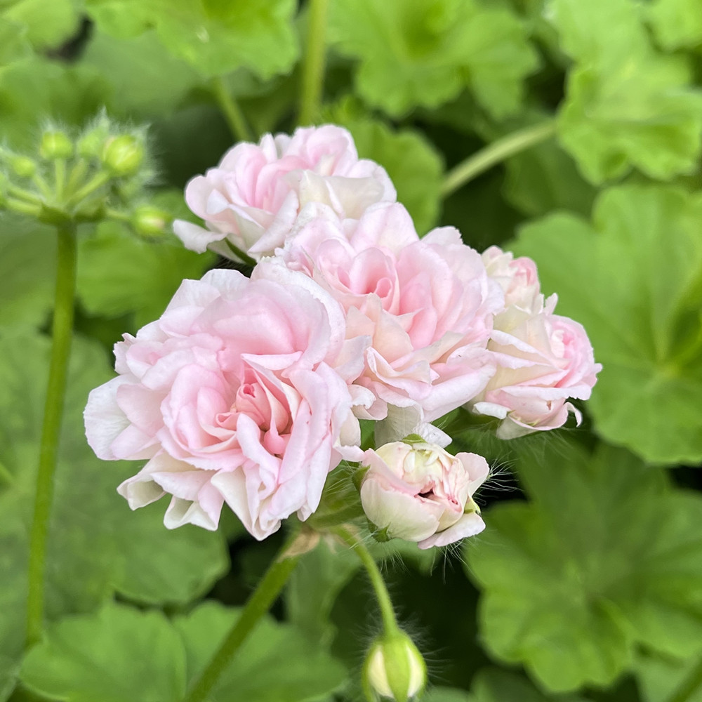 天竺葵中苗枫叶粉小花天幸福沙龙路易斯黄金女郎黑圈圈国王白鼠 鲜花速递/花卉仿真/绿植园艺 时令草本花卉 原图主图