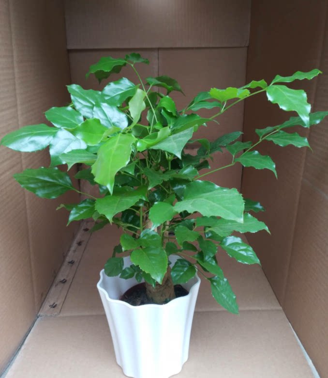 绿宝树也叫幸福树盆栽绿植净化空气对辐射吸甲醛笨等阳台办公桌