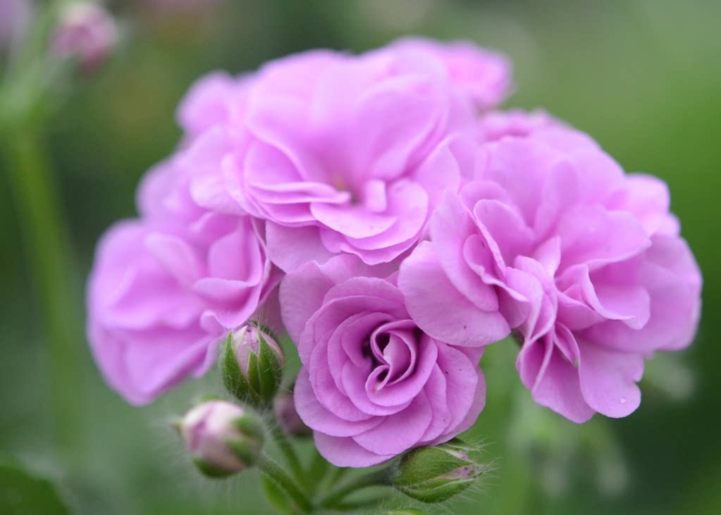 天竺葵粉地图夏日玫瑰月亮女神泰德斑马里条纹晨曲舞裙白天鹅196