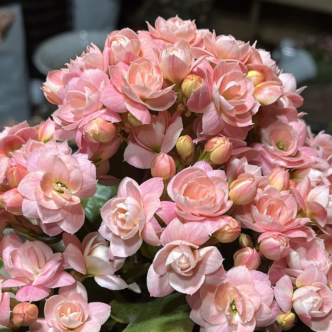 长寿花盆栽重瓣奶油慕斯维罗纳烟花焰火莫尔超级系列奶油杏色巴黎