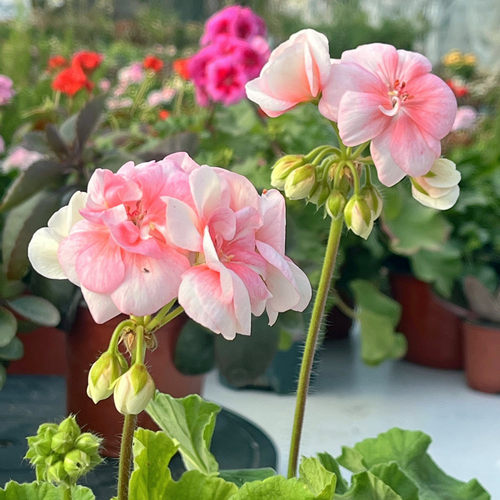 重瓣带花苞垂吊天竺葵北京发货