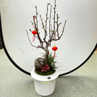 铁杆海棠铁梗海棠盆栽花卉木本带花带苞年宵花卉多年生限北京销售