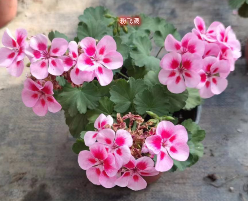 天竺葵白飞溅粉飞溅红宝石飞溅盆栽花卉带花苞四季开花原盆发货