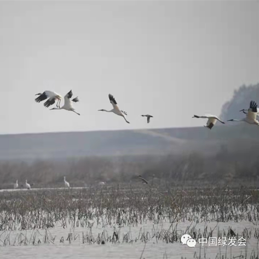 共护越冬白鹤 绿会湖北赤壁东港湖志愿者行动 保护野生动物公益