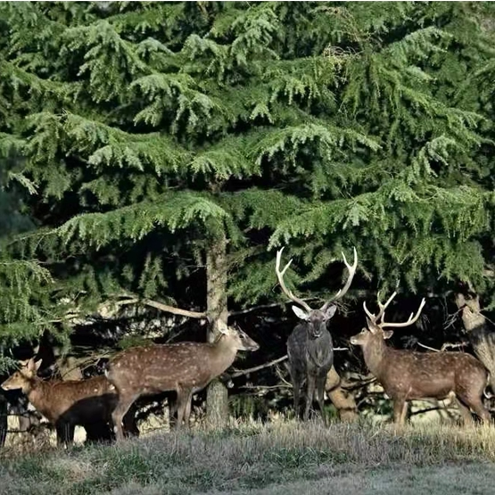 保护野生梅花鹿 中国绿发会刘公岛保护地志愿者行动 双11公益