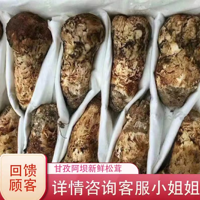 阿坝州新鲜松茸小金预热
