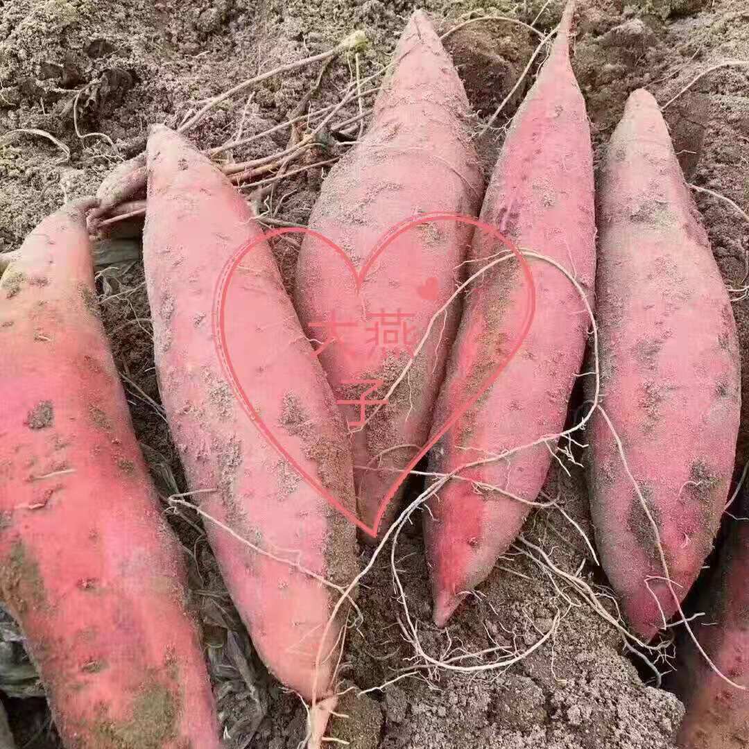 烟台流油糖心蜜薯甜红薯新鲜地瓜山芋烟薯25五斤顺丰包邮可吃可种 水产肉类/新鲜蔬果/熟食 番薯 原图主图