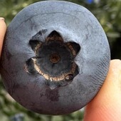 烟台本地花香蓝莓L25新鲜采摘脆甜多汁孕妇营养水果顺丰 包邮