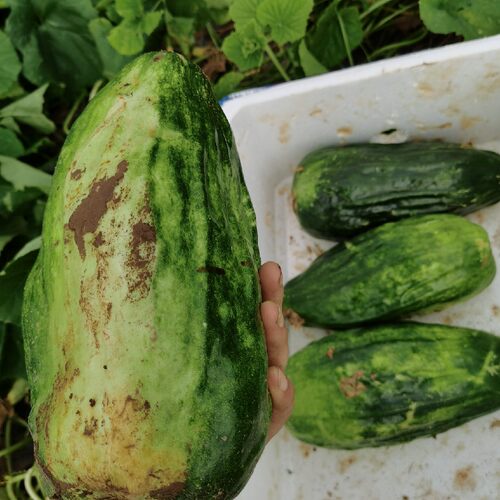 菜瓜稍瓜绿荫瓜现摘应季水果