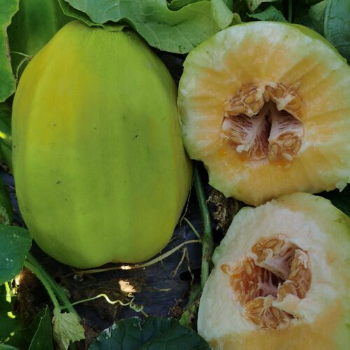 应季水果新鲜菜瓜香瓜