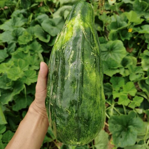 家乡特色水果湖南农家自种菜瓜梢瓜脆瓜绿荫瓜4-5斤装新鲜现摘