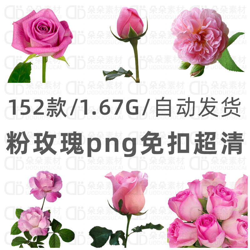 粉玫瑰png免扣超高清ps素材粉嫩粉红玫瑰花蔷薇情人节婚礼卡设计