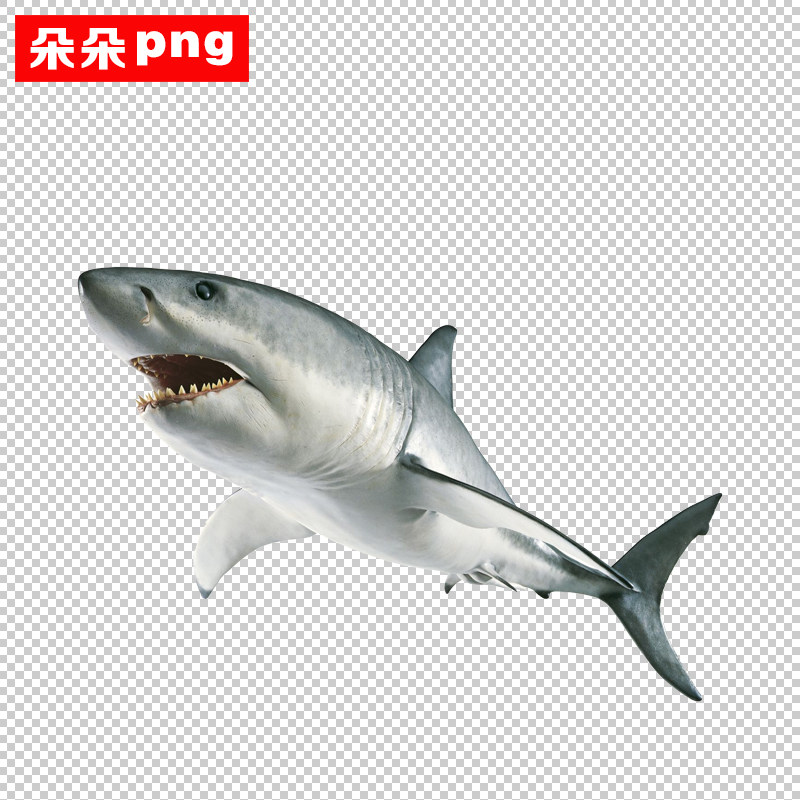 鲨鱼免扣图png高清ps素材透明背景海生动物手绘广告设计素材28款
