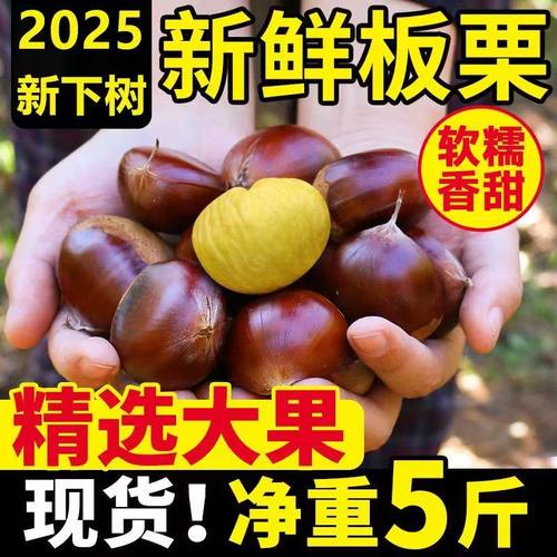 新鲜生辽宁丹东菜板栗栗子现摘板栗栗仁新鲜板栗大板栗产地