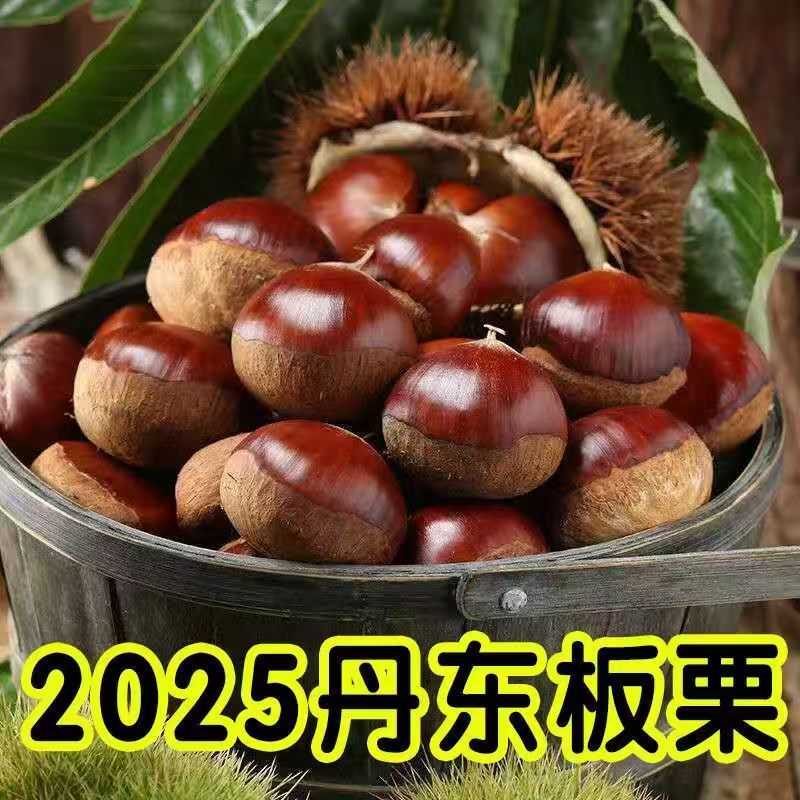 新鲜生辽宁丹东菜板栗栗子栗仁新鲜板栗板栗大板栗产地