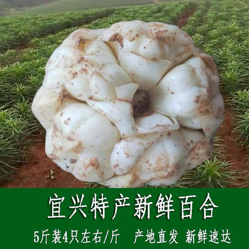 宜兴特产新鲜百合软又糯顺丰包邮