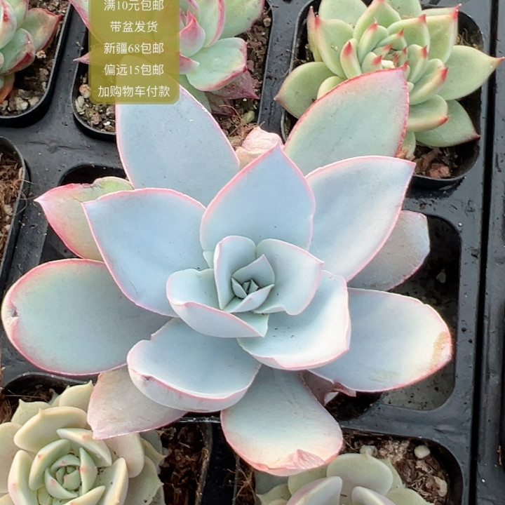 广寒宫【加购物车付款满10元包多肉植物