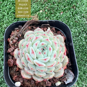 白胖子 包邮 加购物车付款 满10元