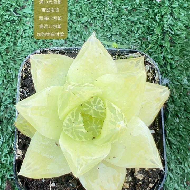 黄金玉露【加购物车付款满10元包邮】