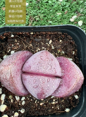 紫元宝帝玉【加购物车付款满10元包邮】