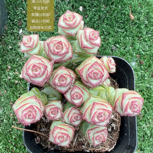 钱串【加购物车付款满10元包邮】