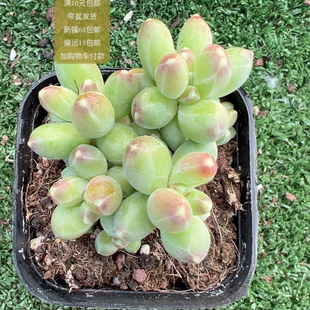 千代田群【加购物车付款满10元包邮】