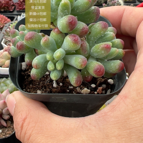 乙女心【加购物车付款满10元包邮】